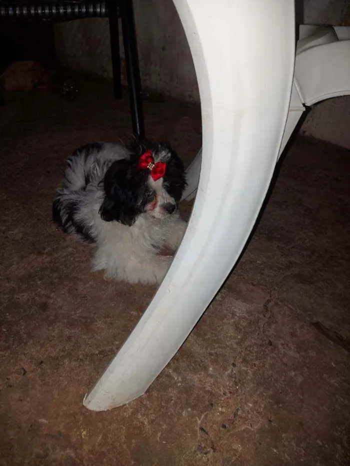 Cachorro ra a Misturada com Shih Tzu idade 2 a 6 meses nome Cleide 