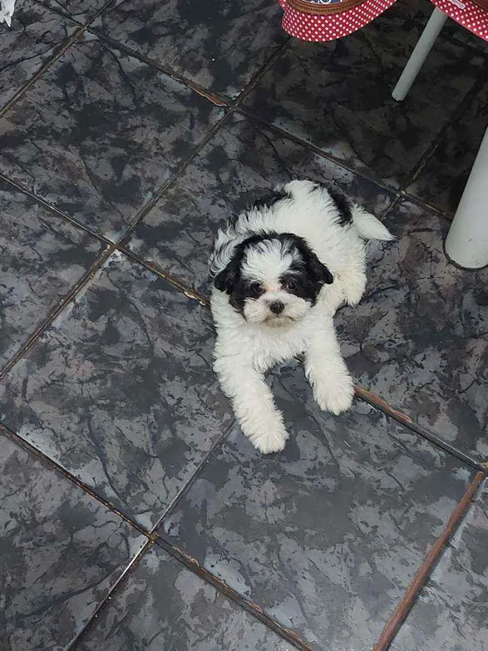 Cachorro ra a Misturada com Shih Tzu idade 2 a 6 meses nome Cleide 