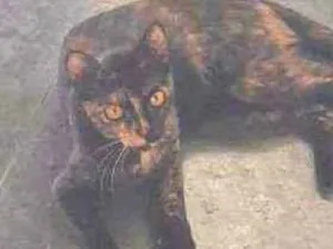 Gato raça  idade 1 ano nome Maia