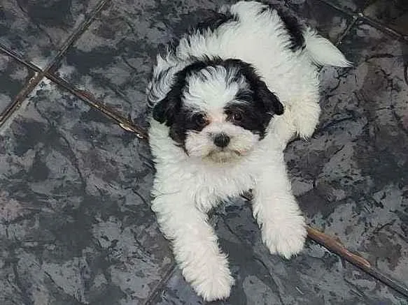 Cachorro ra a Misturada com Shih Tzu idade 2 a 6 meses nome Cleide 