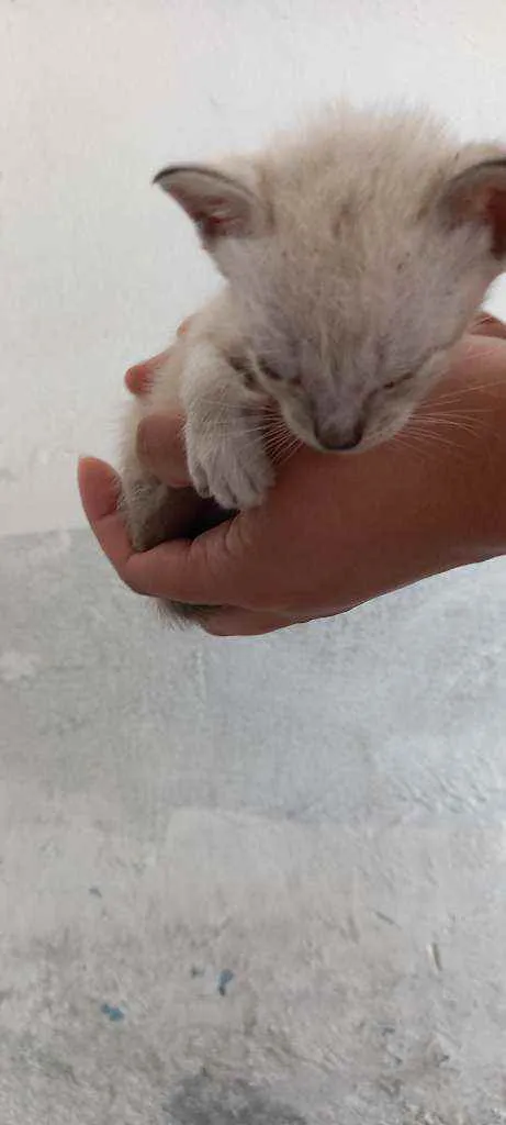 Gato ra a  idade Abaixo de 2 meses nome Foram abandonados