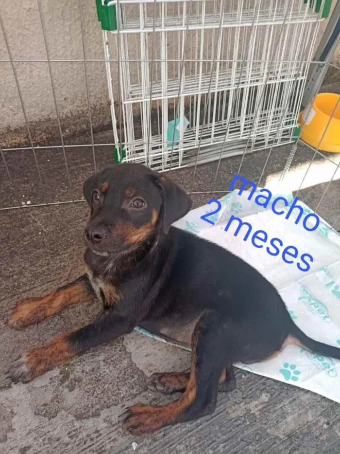 Cachorro ra a SRD idade 2 a 6 meses nome Sem nome