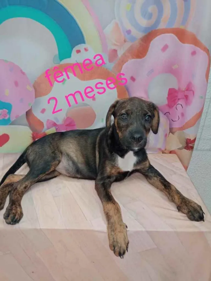 Cachorro ra a SRD idade 2 a 6 meses nome Sem nome 