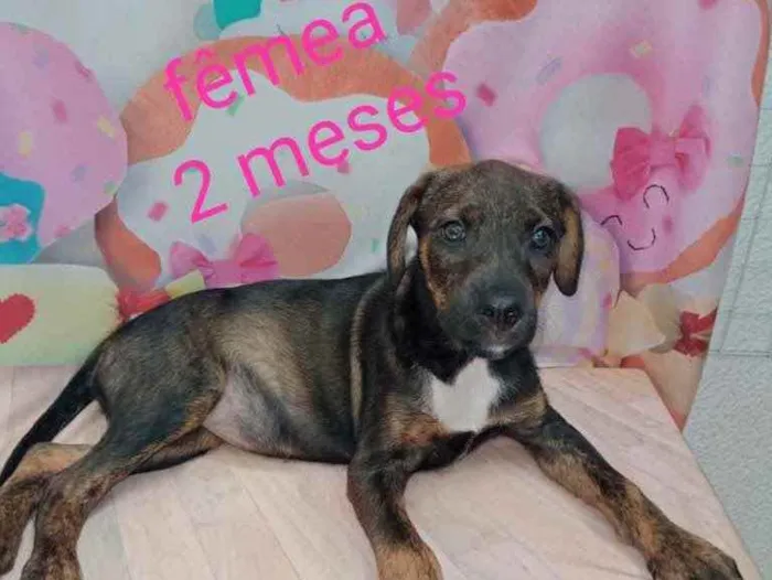 Cachorro ra a SRD idade 2 a 6 meses nome Sem nome 