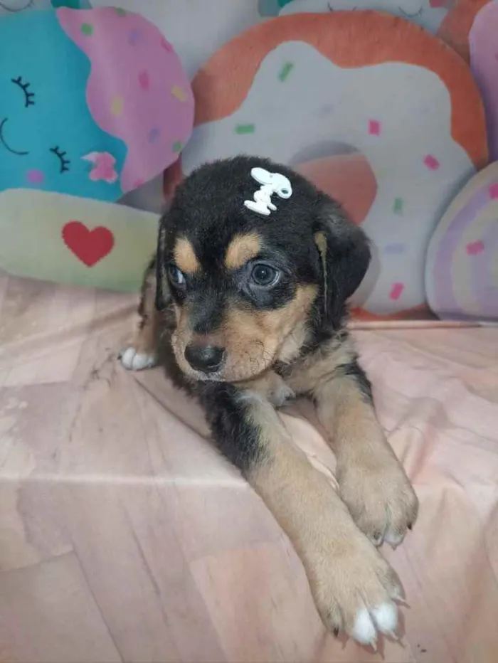Cachorro ra a SRD idade 2 a 6 meses nome Sem nome 
