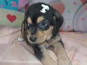 Cachorro raça SRD idade 2 a 6 meses nome Sem nome 