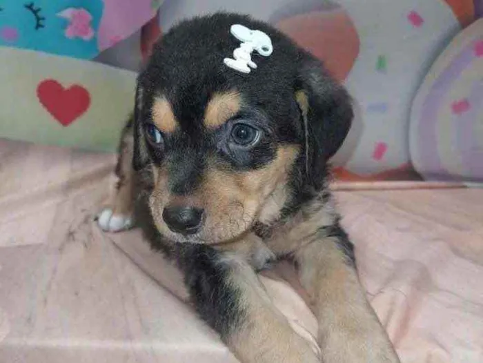 Cachorro ra a SRD idade 2 a 6 meses nome Sem nome 