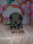 Gael