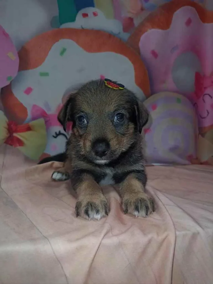 Cachorro ra a SRD idade 2 a 6 meses nome Gael