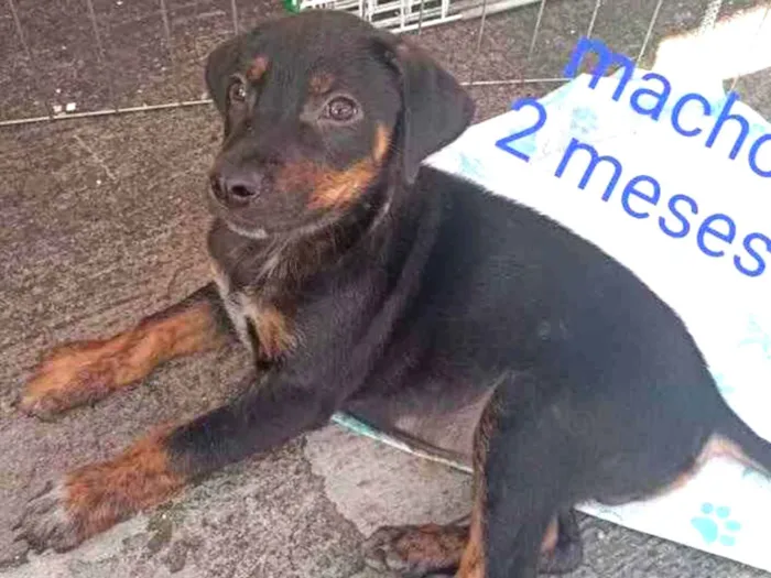 Cachorro ra a SRD idade 2 a 6 meses nome Sem nome