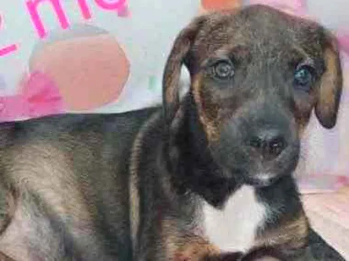 Cachorro ra a SRD idade 2 a 6 meses nome Sem nome 