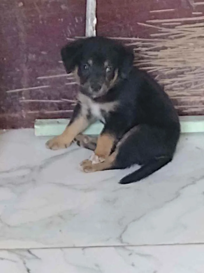 Cachorro ra a Srd idade Abaixo de 2 meses nome Filhote