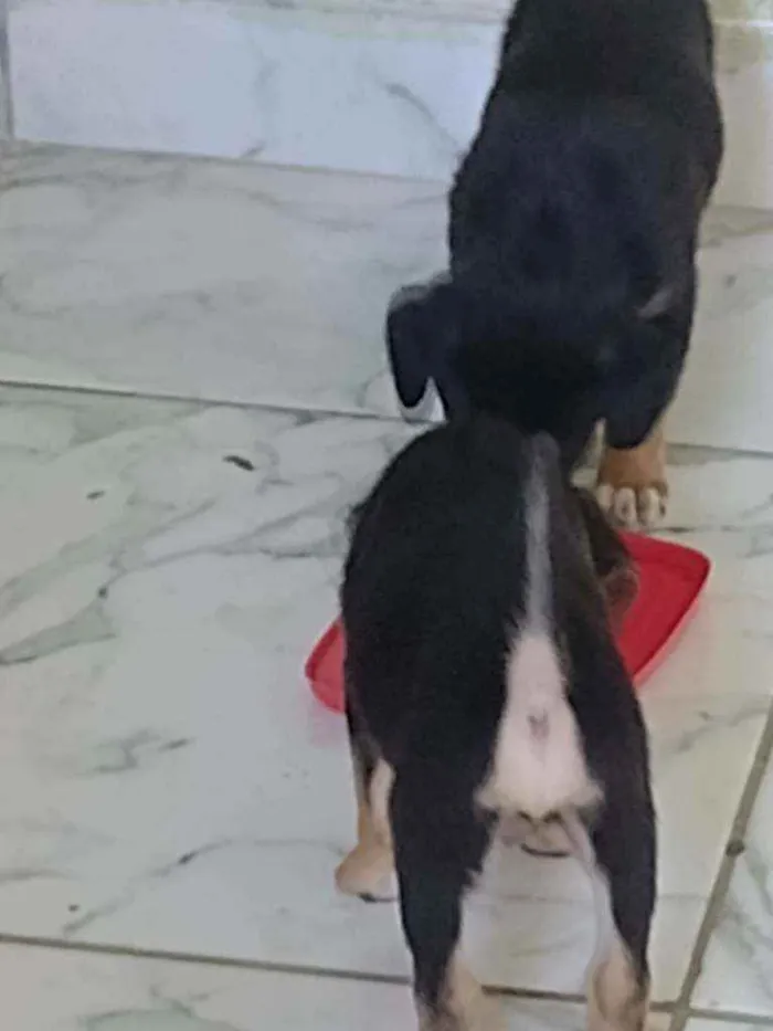 Cachorro ra a Srd idade Abaixo de 2 meses nome Filhote