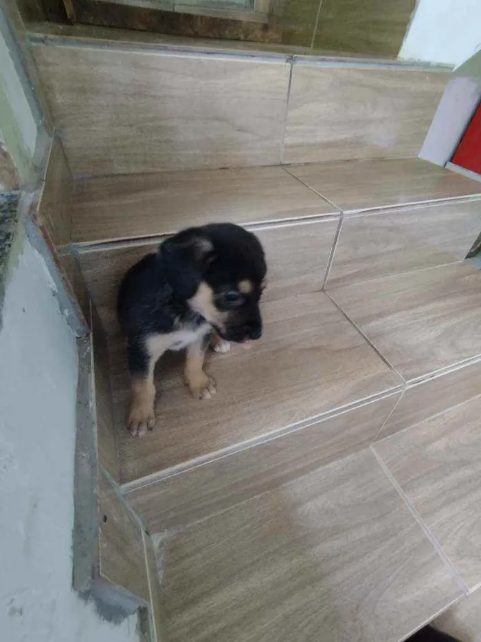 Cachorro ra a Srd idade Abaixo de 2 meses nome Filhote