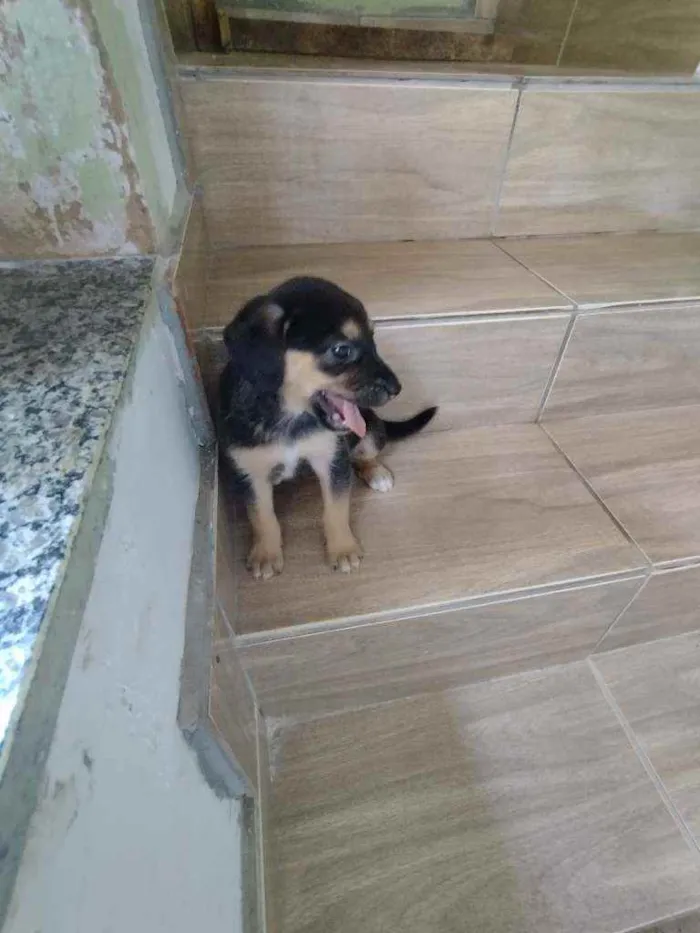 Cachorro ra a Srd idade Abaixo de 2 meses nome Filhote