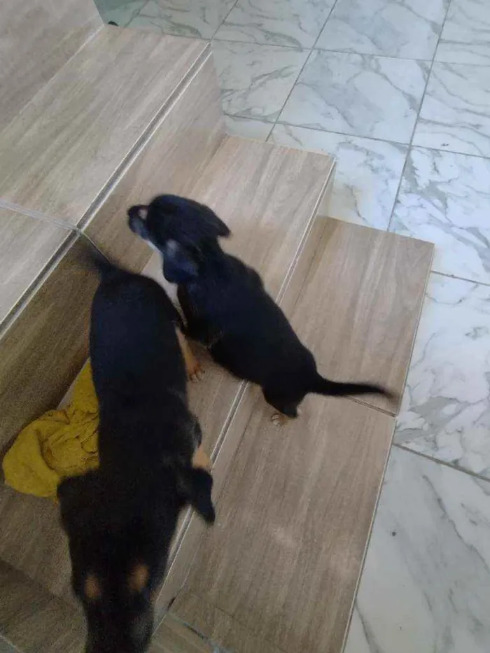 Cachorro ra a Srd idade Abaixo de 2 meses nome Filhote