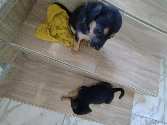 Cachorro ra a Srd idade Abaixo de 2 meses nome Filhote