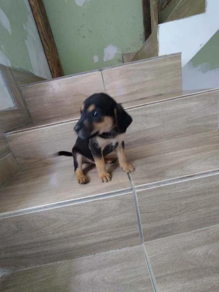 Cachorro ra a Srd idade Abaixo de 2 meses nome Filhote