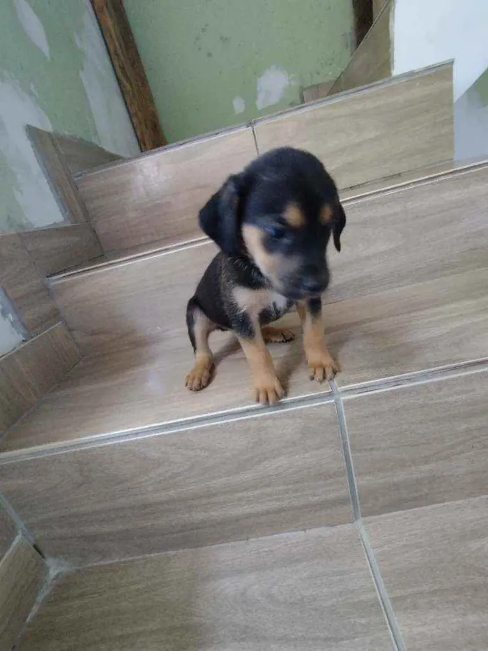 Cachorro ra a Srd idade Abaixo de 2 meses nome Filhote