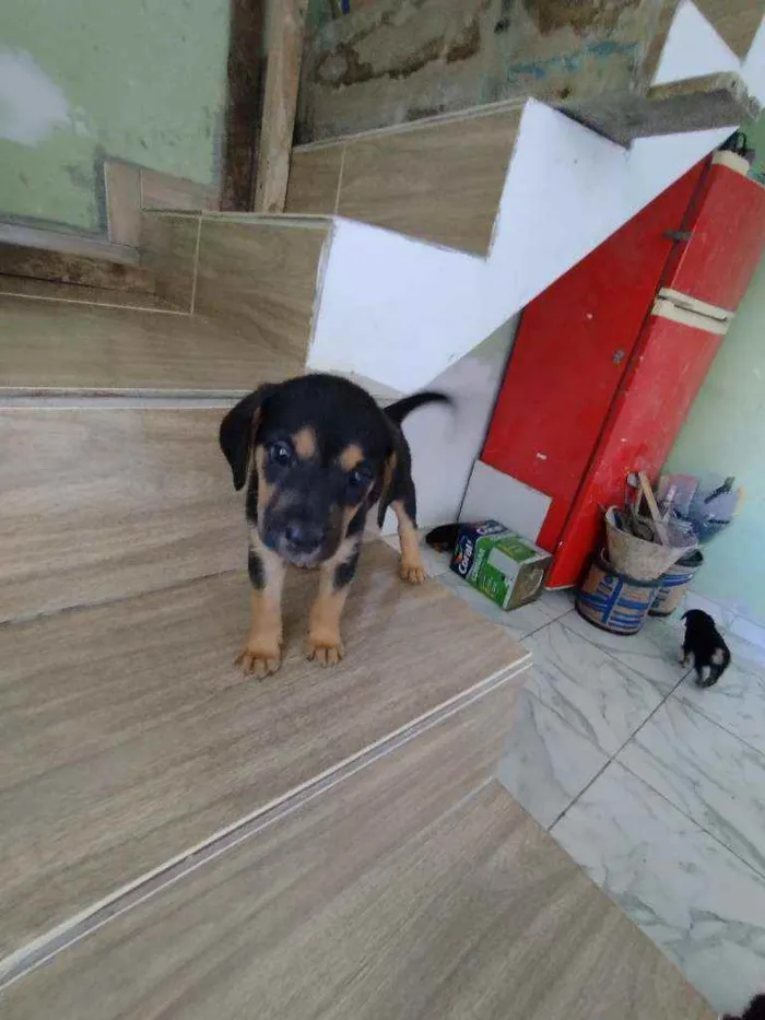 Cachorro ra a Srd idade Abaixo de 2 meses nome Filhote