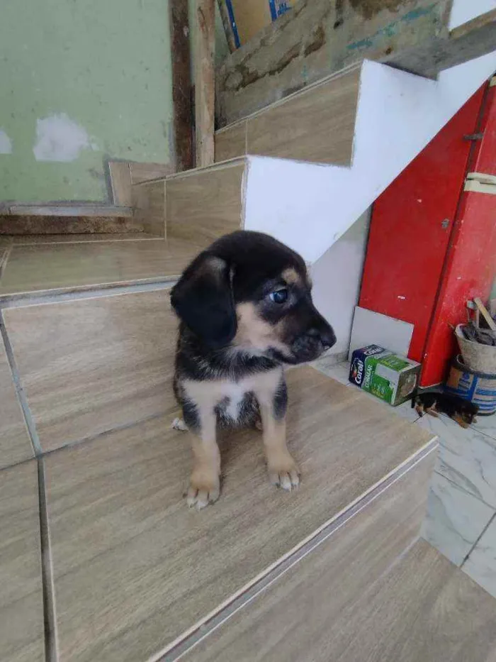 Cachorro ra a Srd idade Abaixo de 2 meses nome Filhote