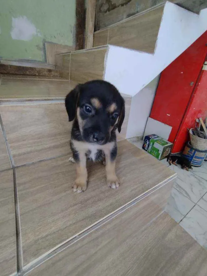 Cachorro ra a Srd idade Abaixo de 2 meses nome Filhote