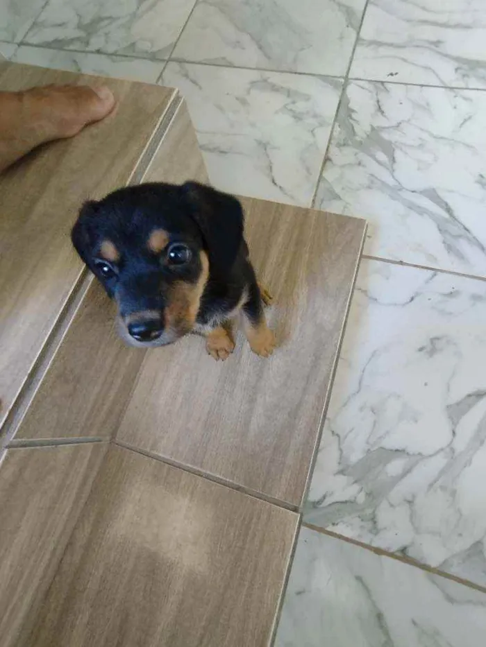 Cachorro ra a Srd idade Abaixo de 2 meses nome Filhote