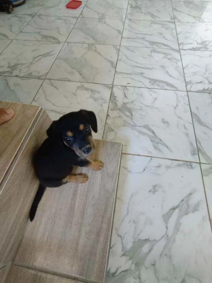 Cachorro ra a Srd idade Abaixo de 2 meses nome Filhote