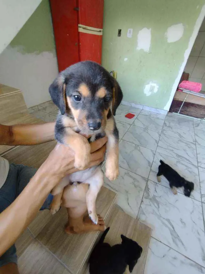 Cachorro ra a Srd idade Abaixo de 2 meses nome Filhote