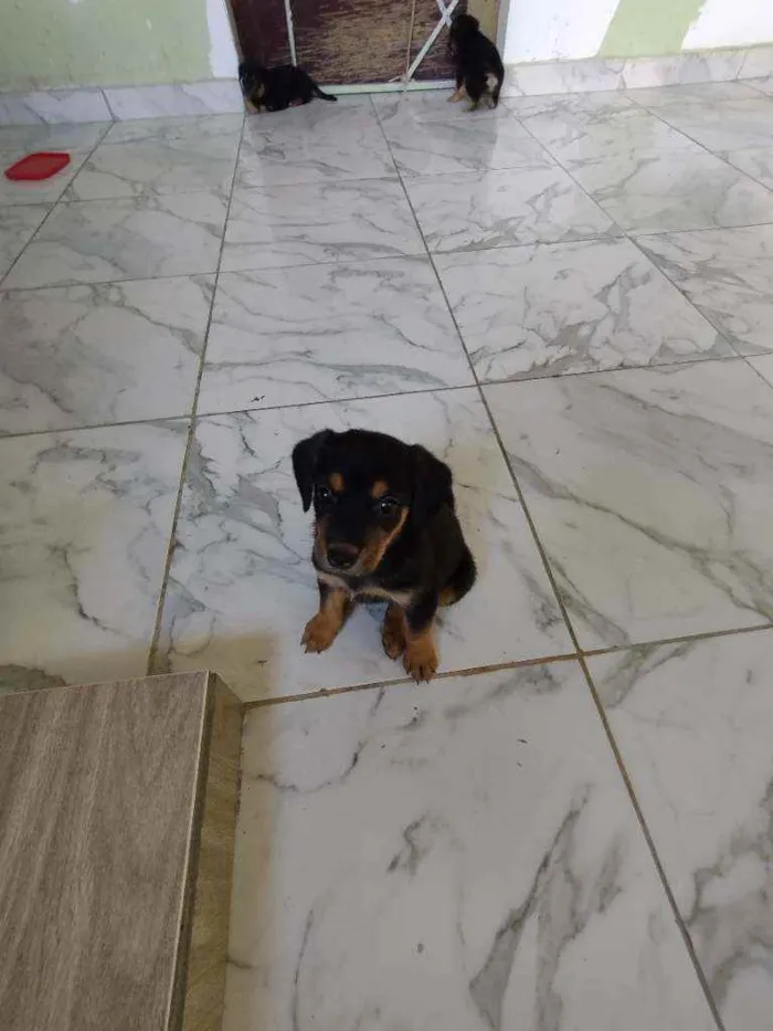 Cachorro ra a Srd idade Abaixo de 2 meses nome Filhote