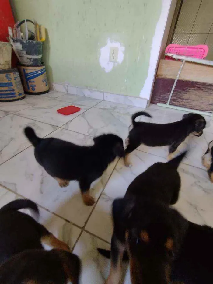 Cachorro ra a Srd idade Abaixo de 2 meses nome Filhote