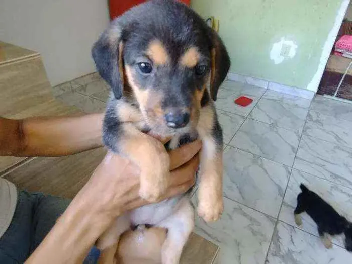 Cachorro ra a Srd idade Abaixo de 2 meses nome Filhote