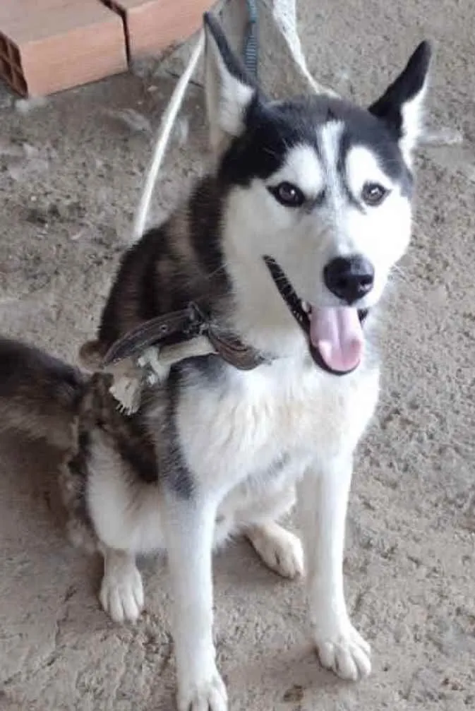 Cachorro ra a Husky Siberiano  idade 7 a 11 meses nome Duque 