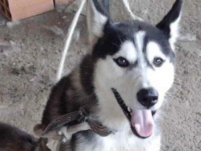 Cachorro ra a Husky Siberiano  idade 7 a 11 meses nome Duque 