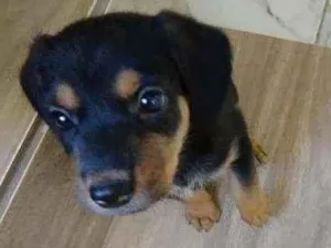 Cachorro raça Srd idade Abaixo de 2 meses nome Filhote