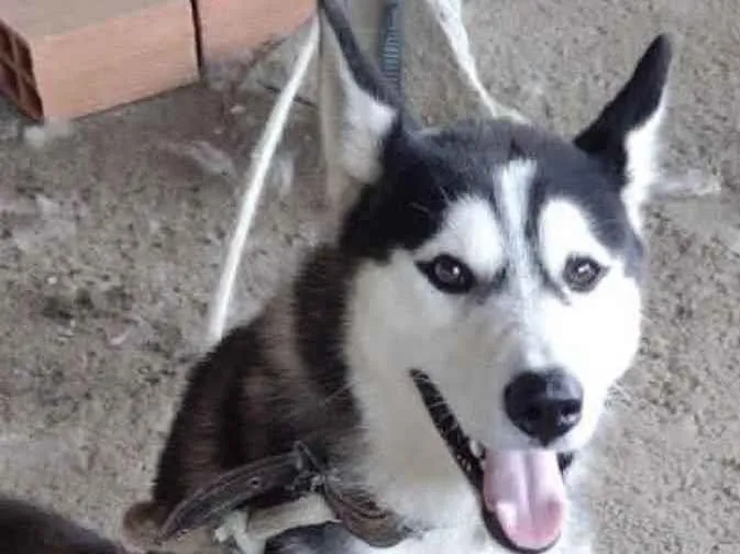 Cachorro ra a Husky Siberiano  idade 7 a 11 meses nome Duque 