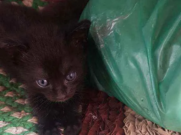 Gato ra a Indefinida idade 2 a 6 meses nome Gatinhos