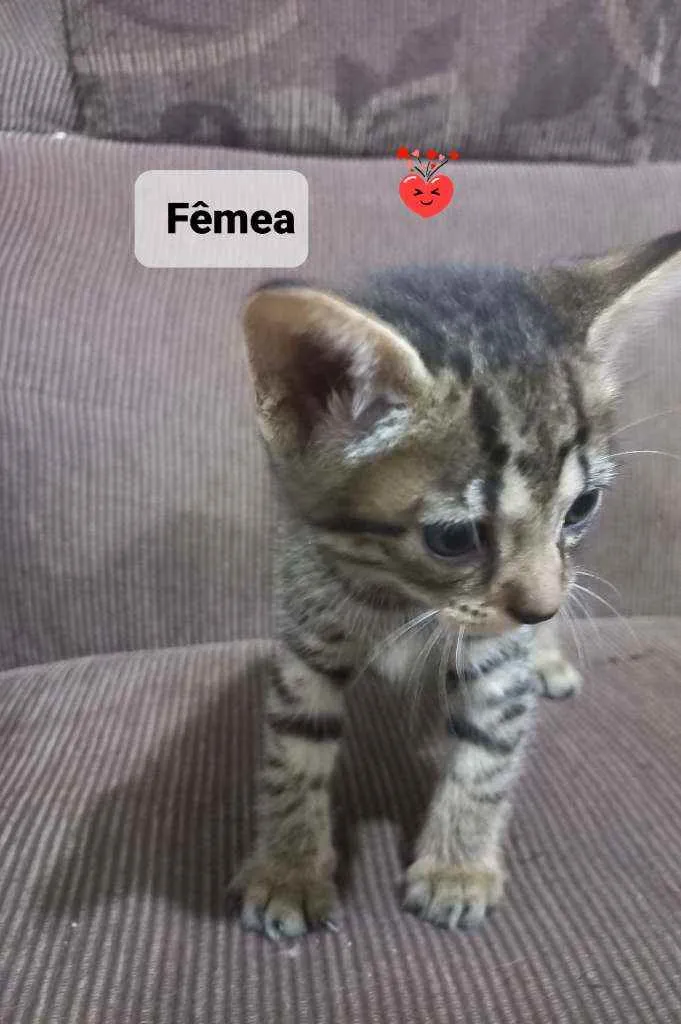 Gato ra a Srd idade Abaixo de 2 meses nome Bebê 