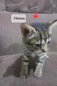 Bebê
