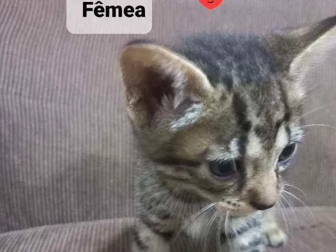 Gato ra a Srd idade Abaixo de 2 meses nome Bebê 