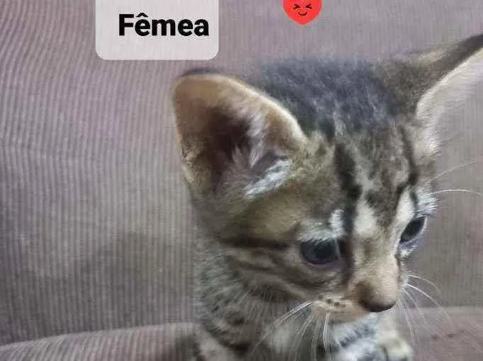 Gato ra a Srd idade Abaixo de 2 meses nome Bebê 