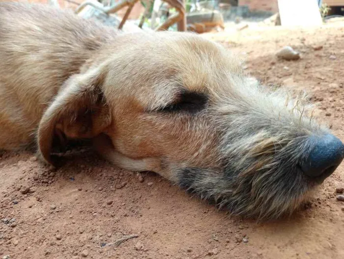 Cachorro ra a Vira-lata com Fila idade 2 anos nome Hércules