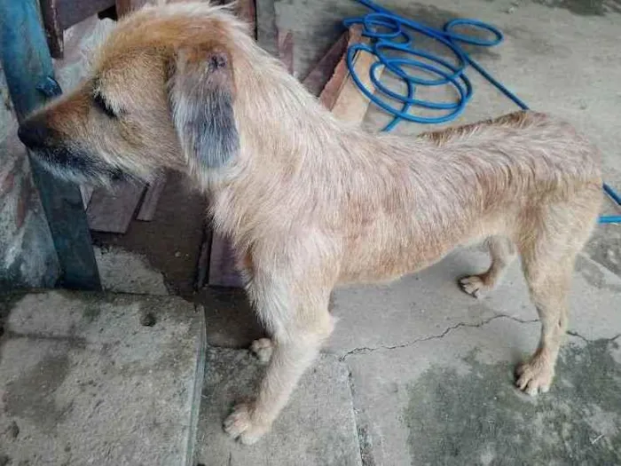 Cachorro ra a Vira-lata com Fila idade 2 anos nome Hércules