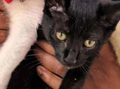 Gato ra a Vira lata idade 2 a 6 meses nome Saíde