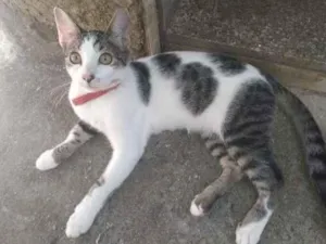 Gato raça Mesclada  idade 2 a 6 meses nome Rainha