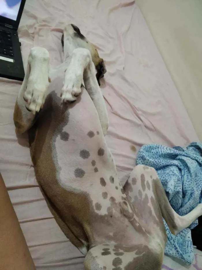 Cachorro ra a Vira Lata idade 2 anos nome Thor