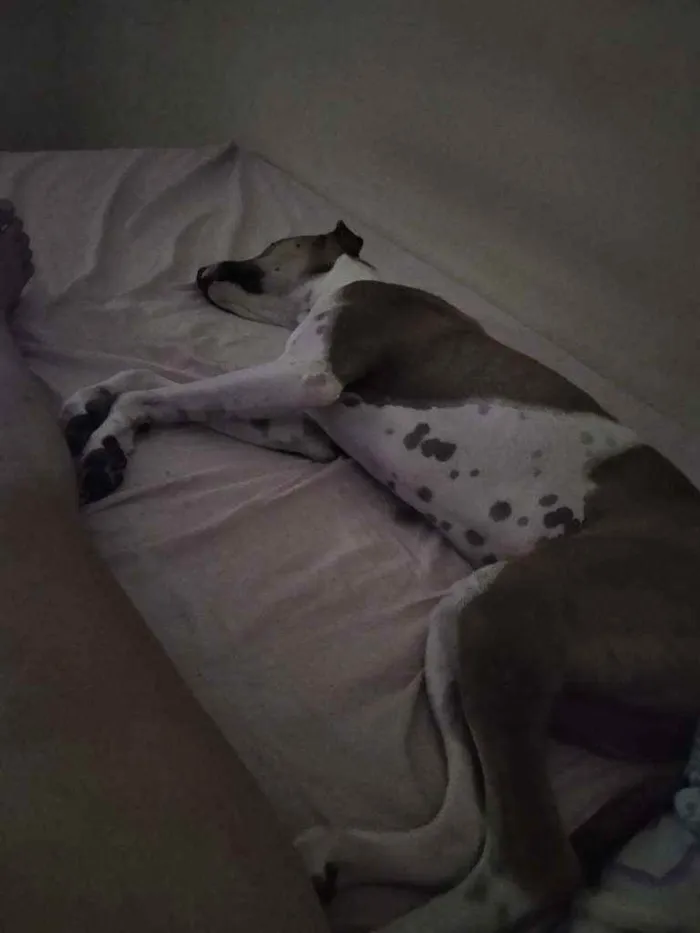 Cachorro ra a Vira Lata idade 2 anos nome Thor