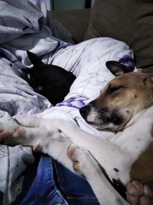 Cachorro raça Vira Lata idade 2 anos nome Thor