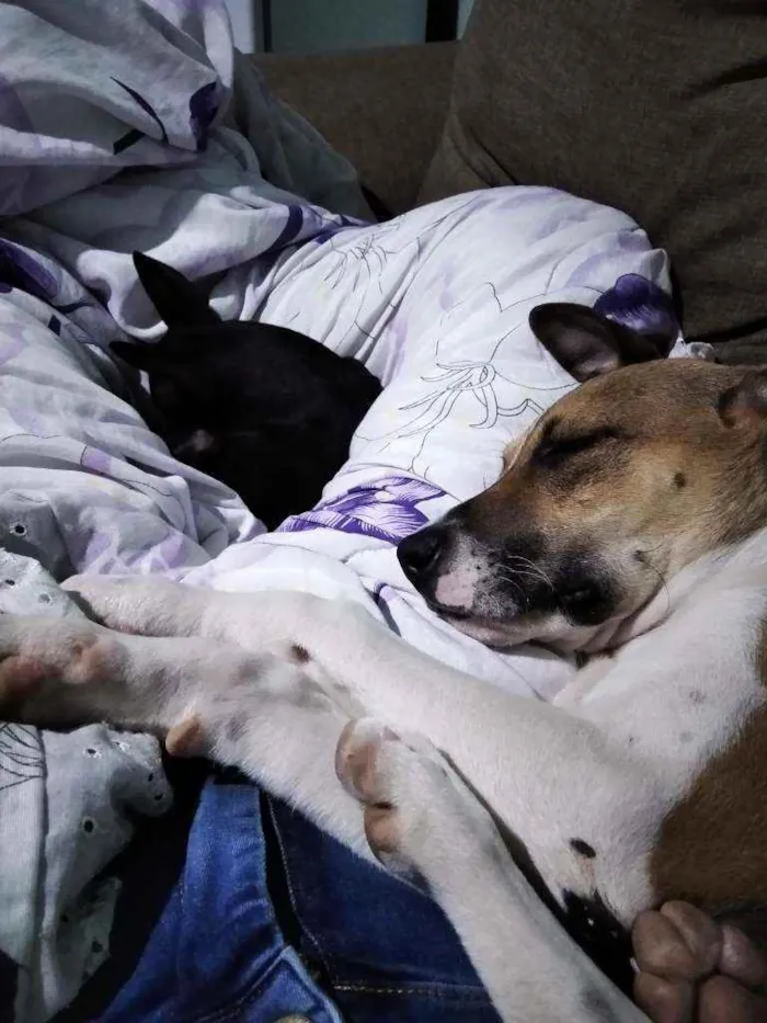 Cachorro ra a Vira Lata idade 2 anos nome Thor