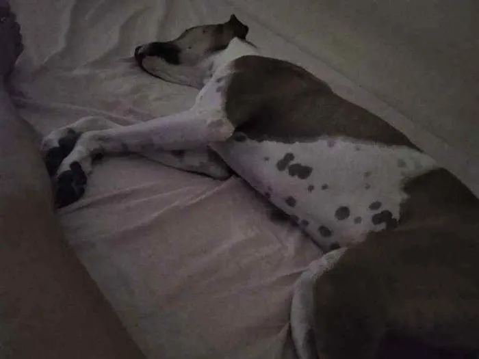Cachorro ra a Vira Lata idade 2 anos nome Thor